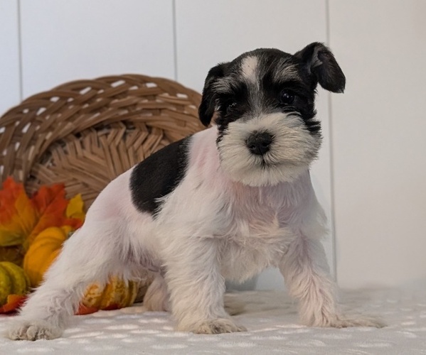Medium Photo #8 Schnauzer (Miniature) Puppy For Sale in GOSHEN, IN, USA