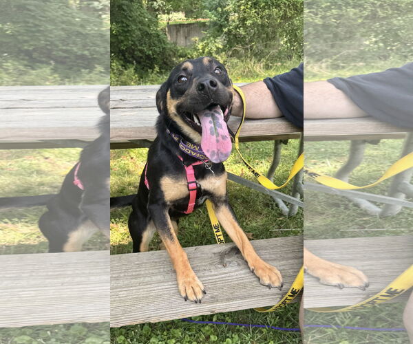 Medium Photo #6 Mutt Puppy For Sale in Sykesville, MD, USA