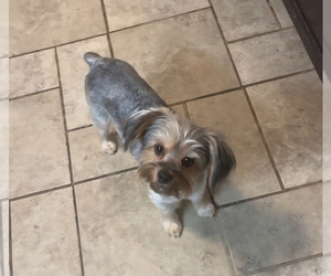 Mother of the Yorkshire Terrier puppies born on 04/18/2026