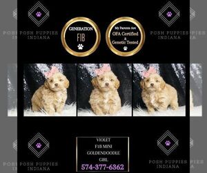 Goldendoodle (Miniature) Puppy for sale in WARSAW, IN, USA