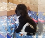 Small Photo #5 Newfoundland Puppy For Sale in SHELTON, WA, USA