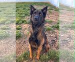 Small #2 German Shepherd Dog Mix