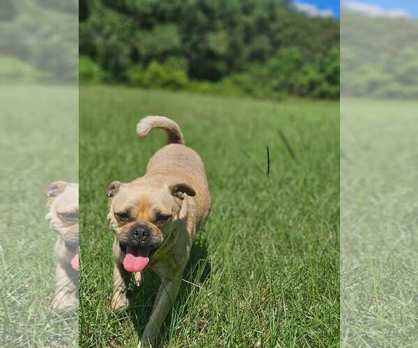 Medium Photo #3 Pug-Unknown Mix Puppy For Sale in Wakefield, RI, USA