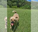 Small #2 Pug Mix