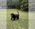 Puppy Reba Sheepadoodle