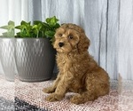 Small Photo #6 Cavapoo Puppy For Sale in GREENWOOD, IN, USA