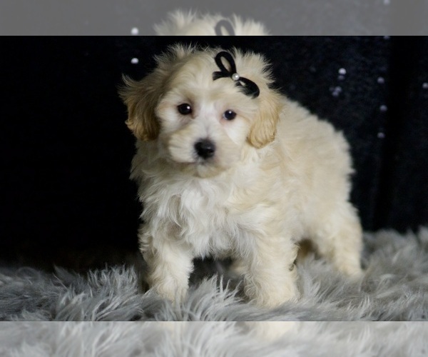Medium Photo #89 Maltipoo Puppy For Sale in WARSAW, IN, USA