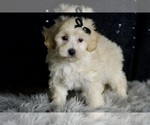 Small #6 Maltipoo