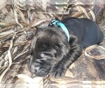 Small Photo #1 Labrador Retriever Puppy For Sale in CORDELE, GA, USA