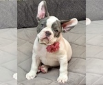 Puppy Astrid French Bulldog