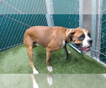 BABY - Male Boxer Dog for Adoption - Small photo