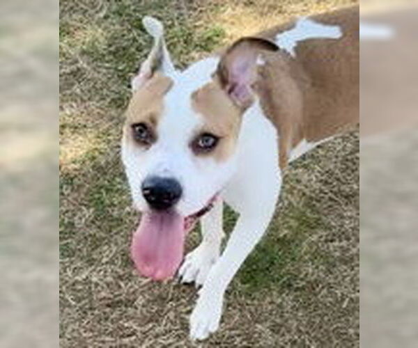 Medium Photo #1 American Pit Bull Terrier-Unknown Mix Puppy For Sale in Evansville, IN, USA