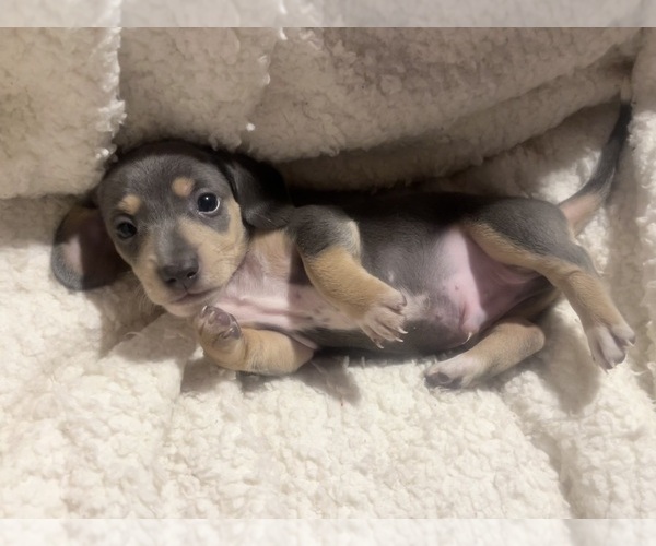Medium Photo #31 Dachshund Puppy For Sale in LAKEBAY, WA, USA