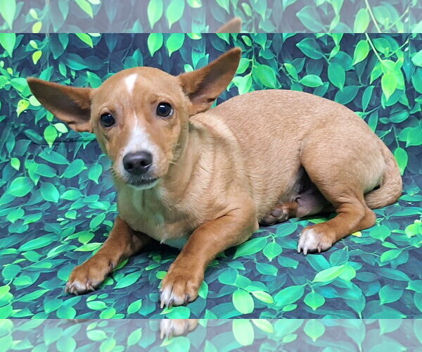 Medium Photo #3 Chihuahua-Unknown Mix Puppy For Sale in Wetumpka, AL, USA