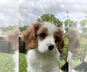 Cavalier King Charles Spaniel Puppy for sale in SAVAGE, MN, USA