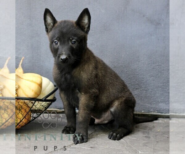 Medium Photo #2 Belgian Malinois Puppy For Sale in RONKS, PA, USA