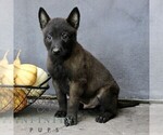 Rocky - Male Belgian Malinois Puppy for Sale - Photo #2