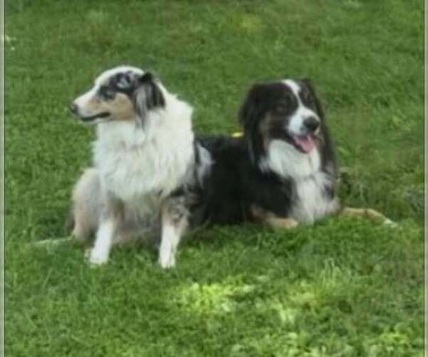 Medium Photo #2 Australian Shepherd Puppy For Sale in Winter Park, CO, USA