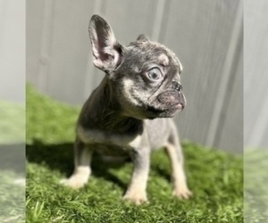 French Bulldog Puppy for sale in EDGEWORTH, PA, USA