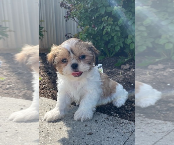 Medium Photo #2 Shih Tzu Puppy For Sale in CANOGA, NY, USA