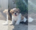 Small #1 Shih Tzu