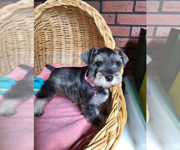 Medium Photo #1 Schnauzer (Miniature) Puppy For Sale in HUMESTON, IA, USA