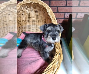 Schnauzer (Miniature) Puppy for sale in HUMESTON, IA, USA