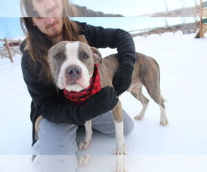 Chubbs - Male Mutt Dog for Adoption - Photo #12