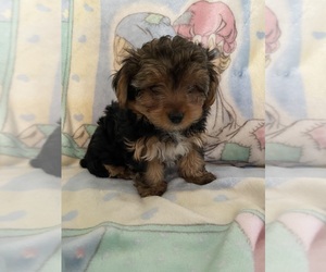 Yorkshire Terrier Puppy for Sale in WILLISTON, South Carolina USA