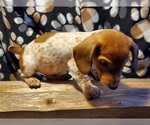 Small Photo #1 Dachshund Puppy For Sale in CEDAR RAPIDS, IA, USA