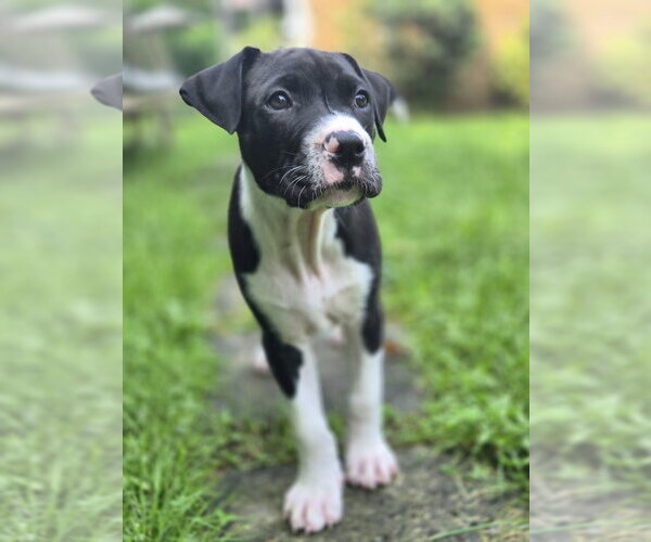 Medium Photo #1 Labrador Retriever-Unknown Mix Puppy For Sale in Springdale, PA, USA