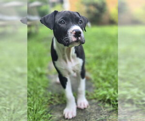 Labrador Retriever-Unknown Mix Dogs for adoption in Springdale, PA, USA