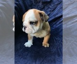 Small Photo #4 Bulldog Puppy For Sale in FISHER ISLAND, FL, USA