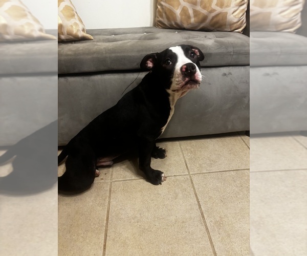 Medium Photo #3 American Bully Puppy For Sale in SEVERN, MD, USA