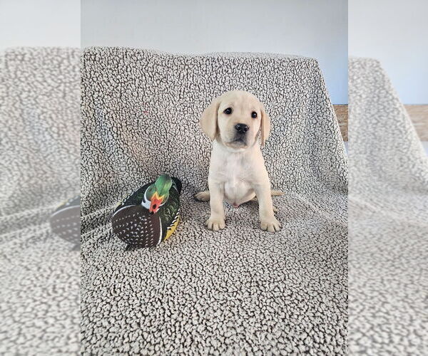 Medium Photo #8 Labrador Retriever Puppy For Sale in GABLE, SC, USA