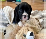Small Photo #3 Boxer Puppy For Sale in SPRINGFIELD, OR, USA