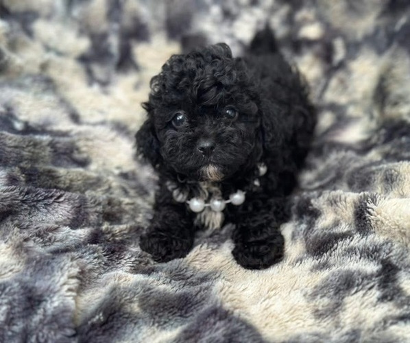 Medium Photo #1 Poodle (Toy) Puppy For Sale in CAMPBELLSVILLE, KY, USA