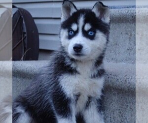 Siberian Husky Puppy for sale in CATAWISSA, PA, USA