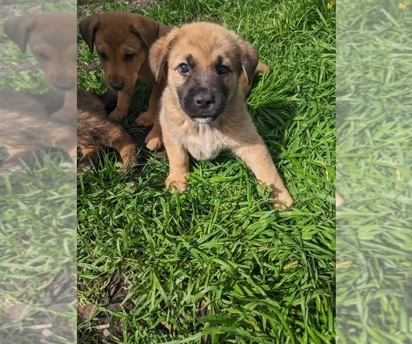 Medium Photo #4 Akita-German Shepherd Dog Mix Puppy For Sale in GRANTS PASS, OR, USA