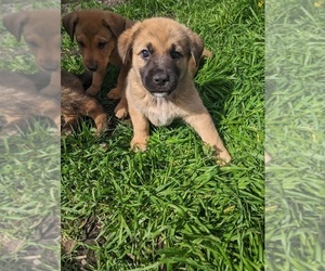 Medium Akita-German Shepherd Dog Mix