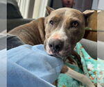 Small #3 American Pit Bull Terrier Mix