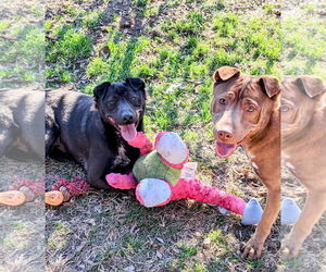 Aspen - Male Labrador Retriever-Unknown Mix Dog for Adoption - Photo #9
