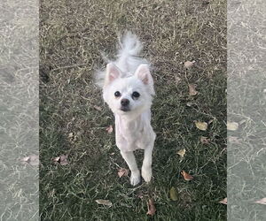 Pomeranian Dogs for adoption in Phoenix, AZ, USA