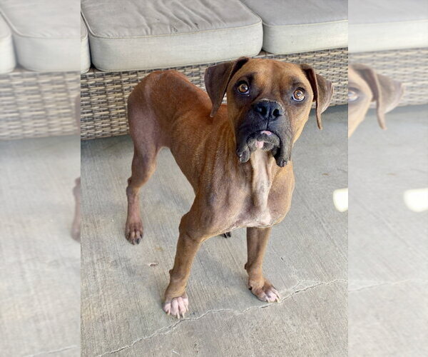 Medium Photo #1 Boxer Puppy For Sale in Austin, TX, USA