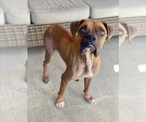 Boxer Dogs for adoption in Austin, TX, USA