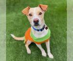 Small Labrador Retriever Mix
