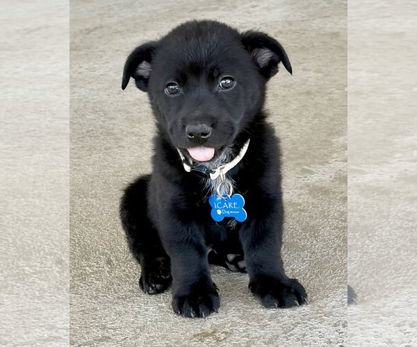 Medium Photo #2 Mutt Puppy For Sale in Corona, CA, USA