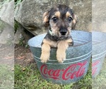 Small #3 Schnoodle (Miniature)