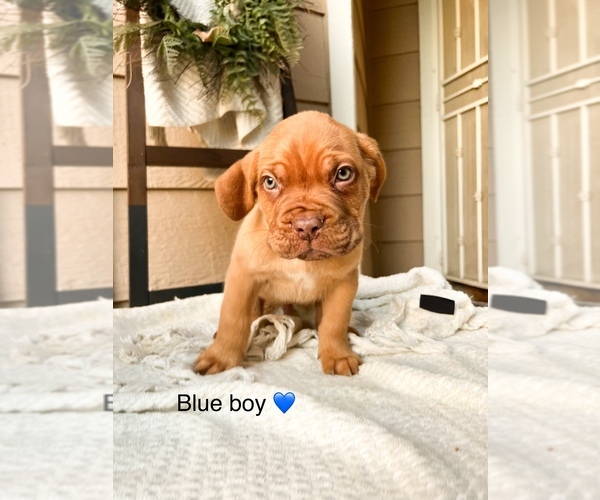 Medium Photo #3 Dogue de Bordeaux Puppy For Sale in RIVERSIDE, CA, USA