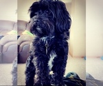 Small Photo #1 Mal-Shi Puppy For Sale in GREEN BAY, WI, USA